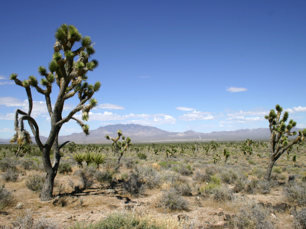 Mojave Desert 