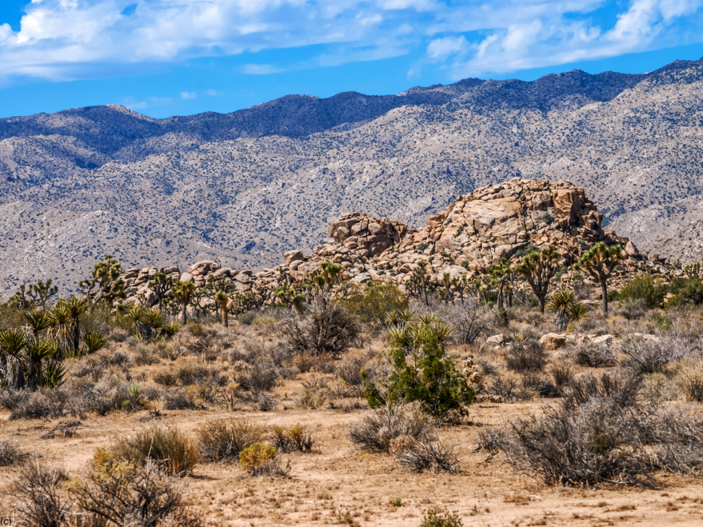 Mojave Desert