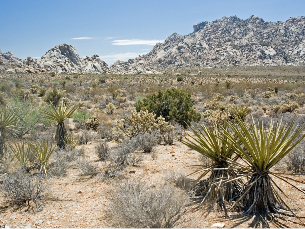 Mojave Desert 