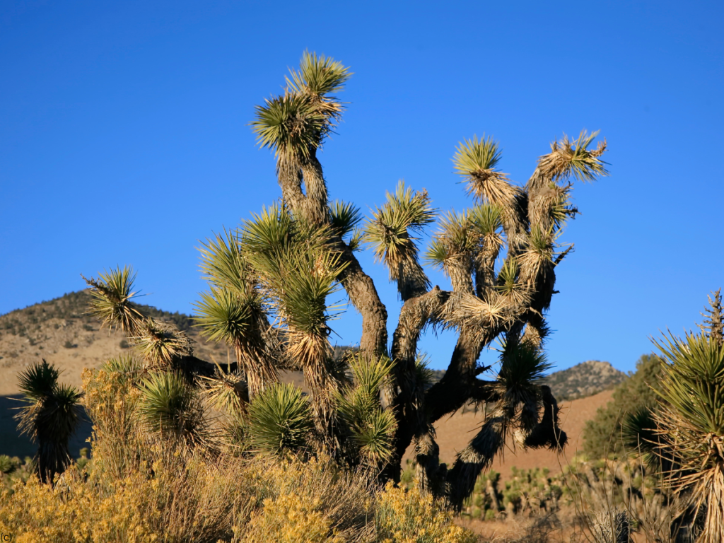 Mojave Desert 